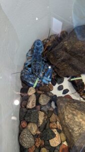 Smurf, the blue lobster